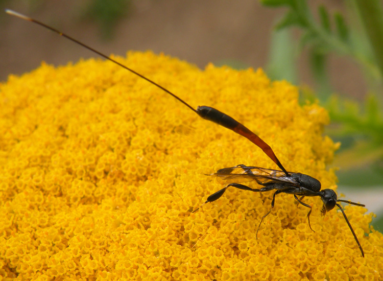 Gasteruptiidae indet